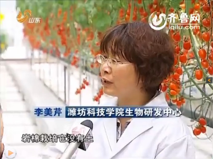 我院蔬菜花卉研究所主任李美芹博士接受山东卫视记者采访